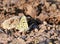 Cigaritis maxima butterfly sitting on rock , butterflies of Iran