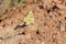 Cigaritis maxima butterfly sitting on rock , butterflies of Iran