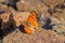 Cigaritis maxima butterfly sitting on rock open wings , butterflies of Iran