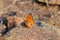 Cigaritis maxima butterfly sitting on rock open wings , butterflies of Iran