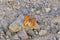 Cigaritis maxima butterfly sitting on rock open wings , butterflies of Iran