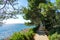 Cikat forest park beach walkway with trees and the blue sea