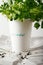 Cilantro coriander herb growing in a paper cup
