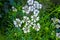 Cilantro flowers are blooming on the plant and that will produce coriander seeds