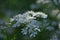 Cilantro flowers and dew drops