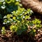 cilantro, fresh herbs leaves seasoning for cooking ingredient