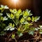 cilantro, fresh herbs leaves seasoning for cooking ingredient