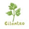 Cilantro isolated on white background. Vector green leaves cilantro clipart. Fragrant green herbs in cartoon simple flat