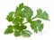 Cilantro leaf on white background