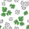 Cilantro seamless pattern. Vector color illustration of green herbs