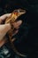 Ciliated banana-eating gecko Correlophus ciliatus of the genus Rhacodactylus or Correlophus.