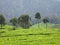 The Cinchona Trees and Beautiful Hill at Ciwidey Tea Plantation