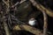 Cinclus cinclus, white-throated dipper in his natural habitat