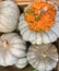 Cinderella Pumpkins with Knobby Pumpkin