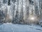 CINEMAGRAPH, falling snow in the winter forest, loop