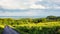 Cinemagraph of meadows and fields with small road and cloudy sky