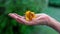 Cinemagraph of old woman hand holding a yellow rose