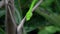 Cinemagraph of Oriental Whip Snake Ahaetulla prasina on Tree Branch