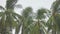 Cinemagraph of palm trees under heavy rain