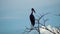 Cinemagraph of Silhouette of Asian Openbill Birds Anastomus oscitans Sitting on Tree at Thale Noi Waterfowl Reserve