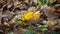 Cinemagraph of swinging yellow mapple leaf on the ground