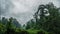 Cinemagraph Timelapse of Misty Rainforest on Borneo Island