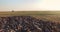 Cinematic aerial drone view of flock of sheep in Ukrainian prairie steppe