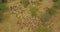 Cinematic Aerial View of Wildebeest Herd in Savanna of National Park in Tanzania