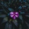 Cinematic closeup of a beautiful pink flower surrounded by green plant leaves covered in rain drops