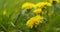 Cinematic closeup of a Dandelion.