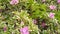 Cinematic closeup shot of Bougainvillea spectabilis bougainville bugenvil leaves in the public park