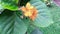 Cinematic closeup shot of Geiger tree Cordia sebestena siricote kopt leaves in the public park