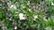 Cinematic closeup shot of green small leaves flower plant in the public park