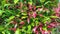 Cinematic closeup shot of Syzygium myrtifolium or pucuk merah leaves in the garden