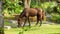 Cinematic fairytale scene with brown horse walking on green grass meadow in the rays of sun, fog and tropical trees on