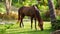 Cinematic fairytale scene with brown horse walking on green grass meadow in the rays of sun, fog and tropical trees on