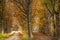 Cinematic moody autumn forest lane scene