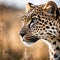 Cinematic Portrait of the Endangered Amur Leopard Looking Into the Distance