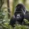 Cinematic Portrait of Endangered Mountain Gorilla Gazing into the Camera