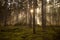 Cinematic scenery dark moody forest