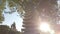 Cinematic shot of golden hour sun rays behind trees and stone Japanese Pagoda