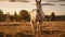 Cinematic Sunset Portrait Of A White Horse In A Field