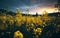 Cinematic View of Mustard or Canola Flowers at Dusk