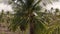 Cinematic view of a palm tree with green coconuts. Palm forest. Coconut palm trees side view