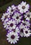 Cineraria flower