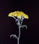 Cineraria groundwort senecio flowers on a black background