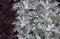 Cineraria maritima silver dust. Soft Focus Dusty Miller Plant. Background Texture