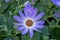 Cineraria Senetti Lavender. Ornamental lavender color plant for garden, park. Landscape design concept