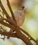 Cinereous Finch