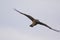 Cinereous Harrier